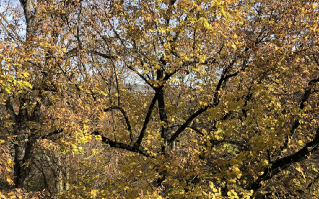 Umsonst ist der Tod?